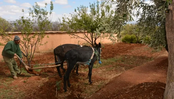 Discover Atlas Ecosite, a sustainable mountain retreat in Amizmiz. Stay in eco-friendly rooms or Saharan tents at 1200m altitude with stunning views.