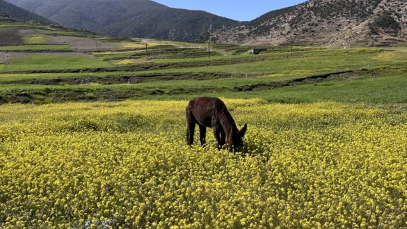 Half-Day or Full-Day Hike in Amizmiz — With Lunch hiking near Marrakech day trip